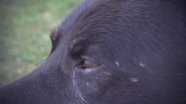 Câu chuyện cảm động này khiến Sako được đề cử vào danh sách Đại lộ danh vọng động vật Purina (Purina Animal Hall of Fame).