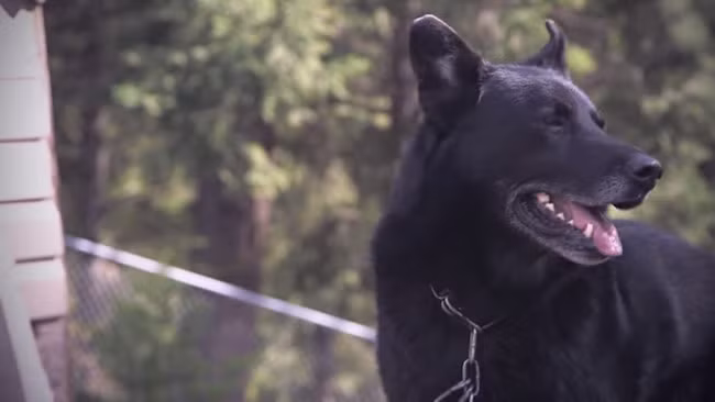 Chú chó trung thành thầm lặng giữ ấm cho Joe qua đêm dài lạnh giá.