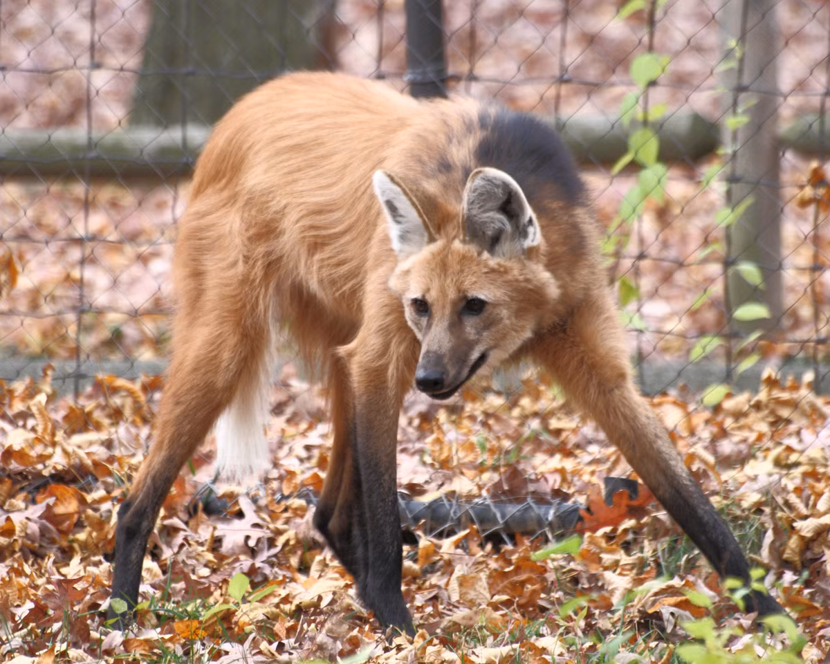 Sinh vật chân dài này không phải là chó sói hay cáo mà là một giống chó hoang có tên sói bờm, thuộc chi Chrysocyon. Chúng sống trong các vùng cây cỏ và cây cối rậm rạp của Nam Mỹ, ăn trái cây, rau quả, động vật gặm nhấm và chim.