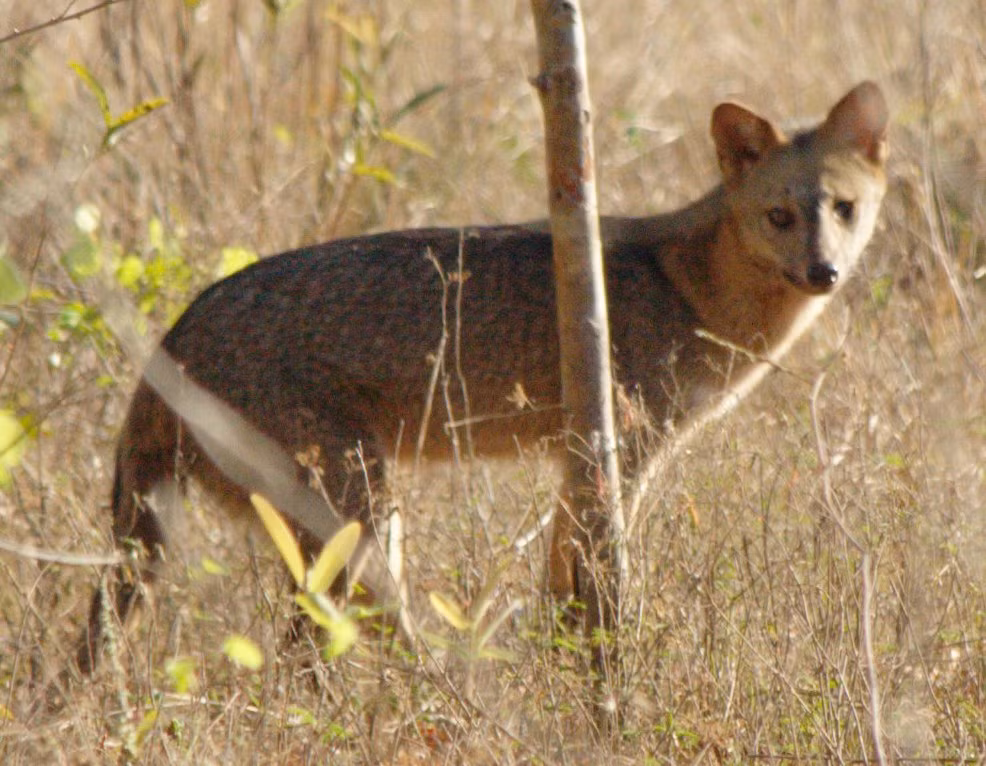 Đúng như cái tên của mình, cáo ăn cua cực yêu thích món cua sống tươi ngon. Ngoài ra, chúng cũng rất biết tận dụng cơ hội làm đầy dạ dày bằng một số món ăn khác như chim, trứng hay côn trùng.