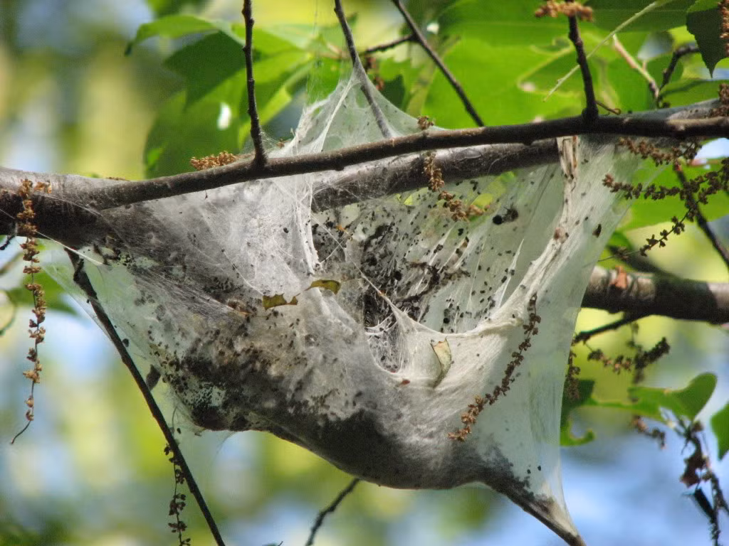 Đối với cây mà chúng chọn làm tổ sinh sống thì đúng là thảm họa, bởi ngay cả những cây gỗ chắc chắn như cây sồi, cây dương hay phong đường đều trở nên cằn cỗi bởi sức tàn phá của cả đàn sâu đông đúc.