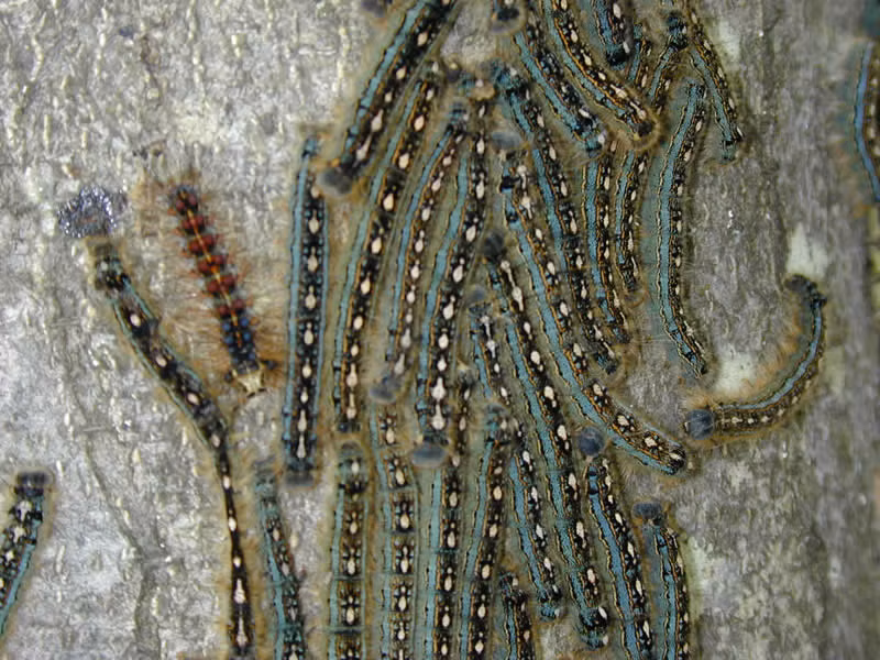 Thực tế, hình chim cánh cụt trên lưng sâu bướm không có tác dụng đặc biệt, chỉ là sự trùng hợp thú vị trong tự nhiên.