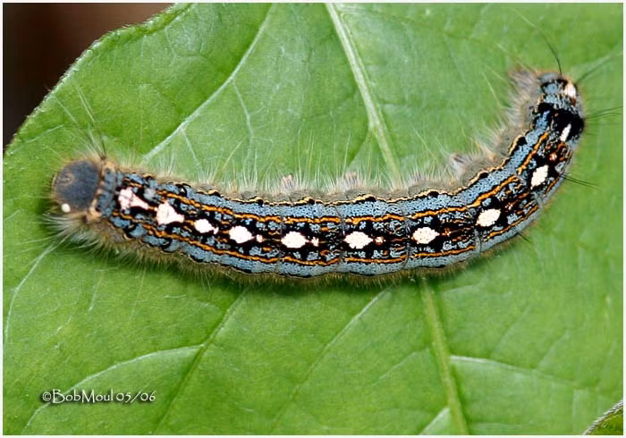 Tên khoa học của chúng là Malacosoma disstria – một loài bướm đêm với hình dạng đầy lông lá.