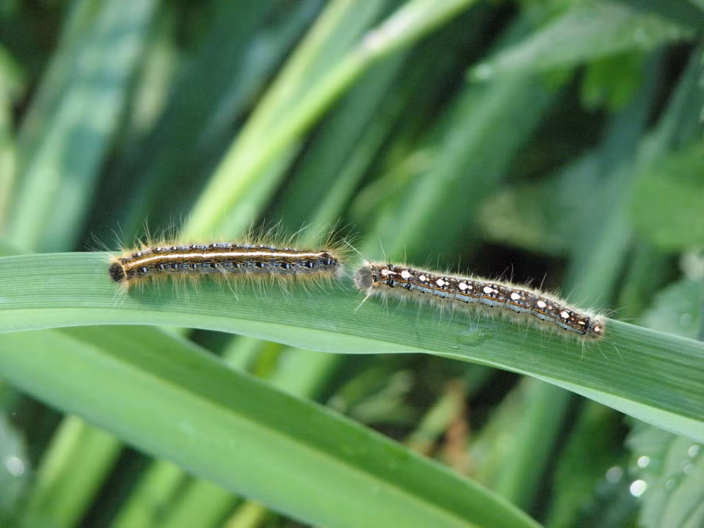 Trong thời kỳ bùng nổ dân số, loài sâu bướm này trở nên vô cùng đáng sợ, di chuyển ồ ạt từ những tán cây cao xuống cây thấp hơn.
