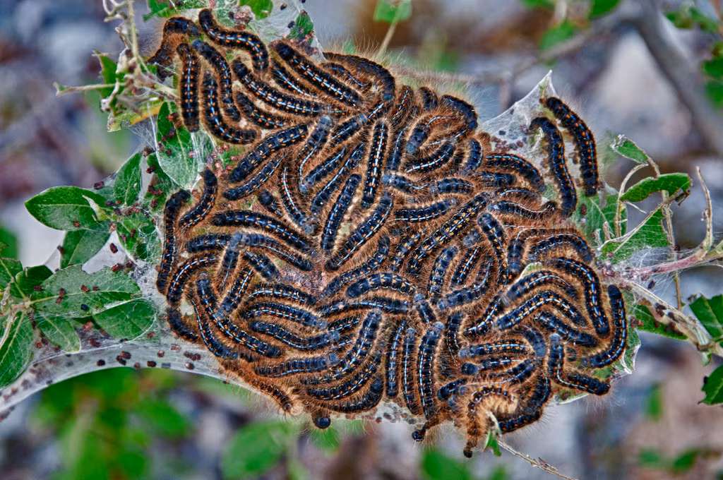 Chính vì thế, một con sâu bướm có hoa văn chim cánh cụt nhìn khá đẹp mắt nhưng khi cả đàn tụ tập lại với nhau, chúng tạo thành một tổ rất kinh khủng.