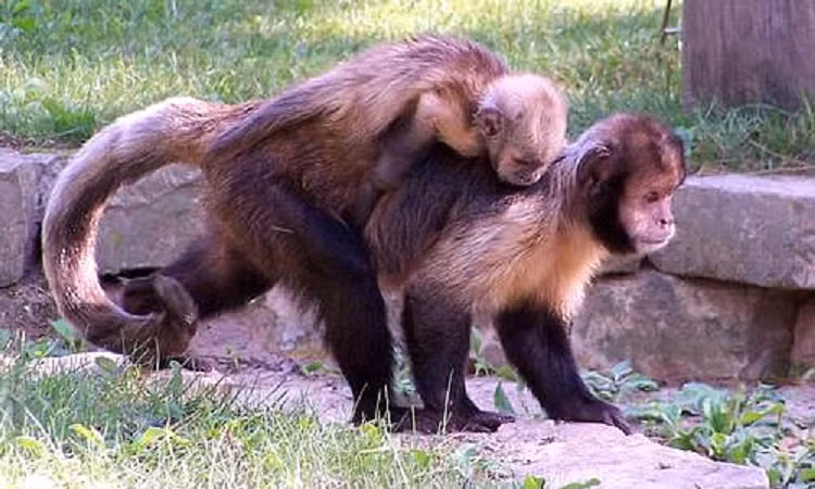 Hơn nữa, khi nghiên cứu, các nhà khoa học còn sửng sốt khi phát hiện ra khỉ thầy tu được dạy dùng những cái đĩa kim loại như một loại tiền mua thức ăn nhưng chúng lại dùng nó để trao đổi các hành vi tình dục.