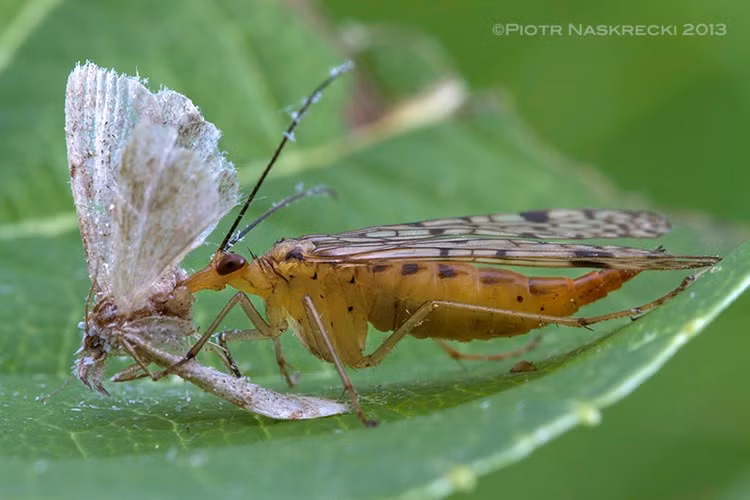 Ngoài sự bạo lực trong đời sống tình dục, ruồi bọ cạp cũng rất biết cách dùng tình dục để trao đổi một con côn trùng chết. Nhưng con đực lại bỉ ổi đến mức lừa con cái bằng một con mồi đã bị hút khô. 