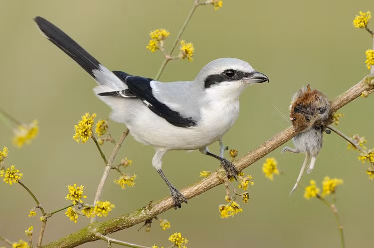 Tuy sở hữu diện mạo khá ngây thơ nhưng chim bách thanh xám lại không hề xấu hổ, khoe bộ phận nhạy cảm ra để đổi lấy con mồi.