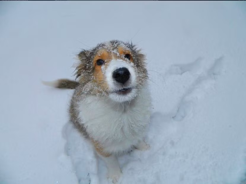  Xin hãy giải thích cho tôi tại sao tuyết lại rơi?! 