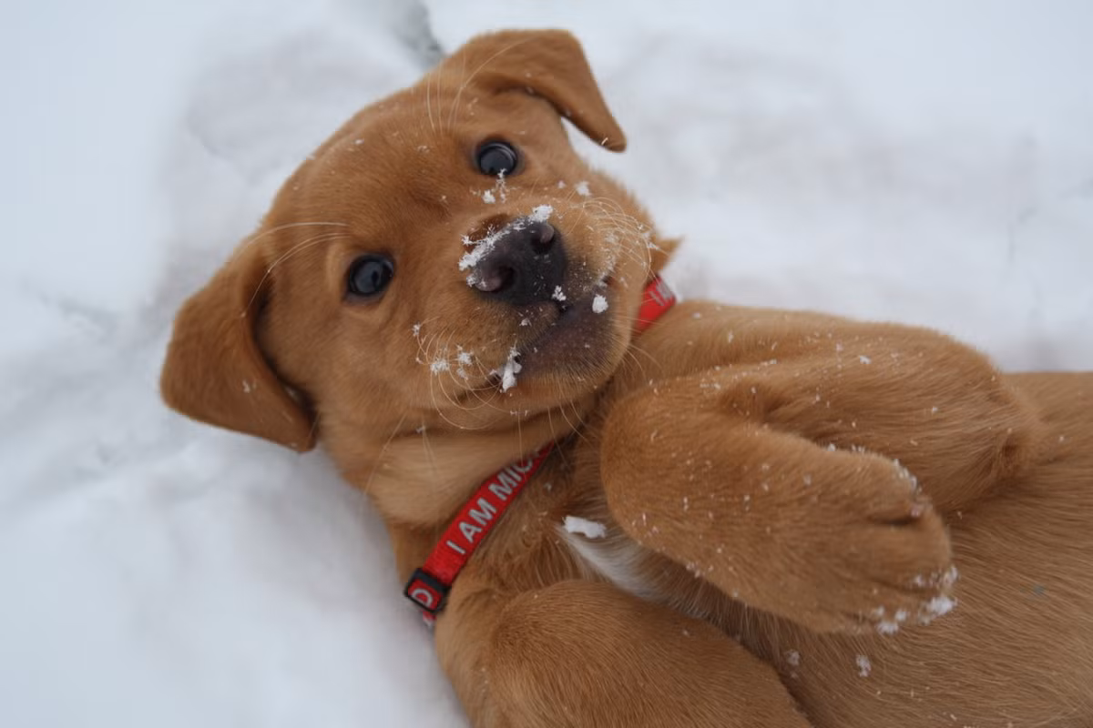  Với bộ lông này tôi thoải mái lăn lộn. 