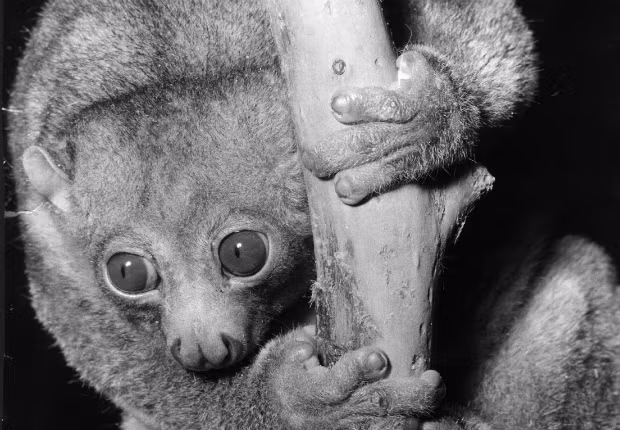 Vượn cáo Tây Phi là một loài linh trưởng ăn đêm nhỏ sống trên cây ở khắp các vùng nhiệt đới châu Phi. Chúng có vẻ ngoài khá dễ thương nhưng khi bị tấn công, chúng cuộn tròn cổ xuống để lộ lớp gai bảo vệ ẩn dưới da.