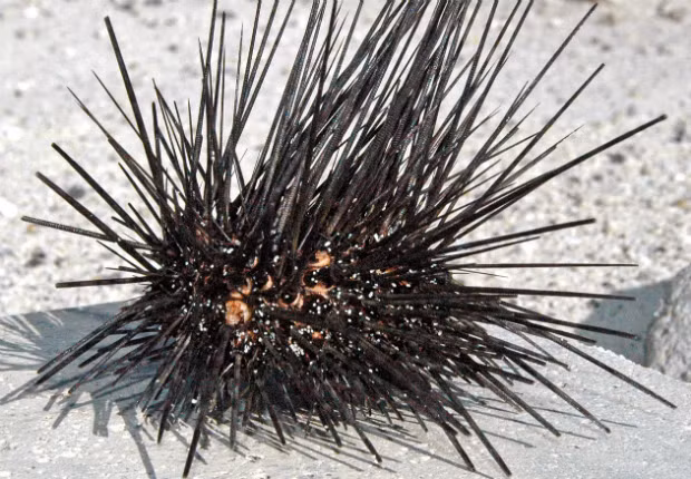 Đừng bao giờ chọc giận nhím biển hatpin nếu bạn không muốn thử những chiếc gai độc có thể dài tới 30cm của chúng.