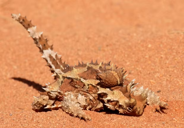 Thằn lằn quỷ gai sở hữu diện mạo y như một con quỷ nhỏ đầy gai góc và vô cùng hiếu chiến.
