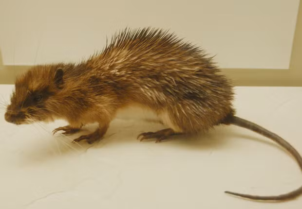 Chuột Hoplomys gymnurus có biệt danh là “chuột bọc thép” bởi chúng được bao phủ bởi lớp lông cứng và dài tới 2,5cm. Điều này đồng nghĩa với việc, Hoplomys gymnurus không chỉ là giống chuột đáng ghê tởm mà còn là đáng sợ.