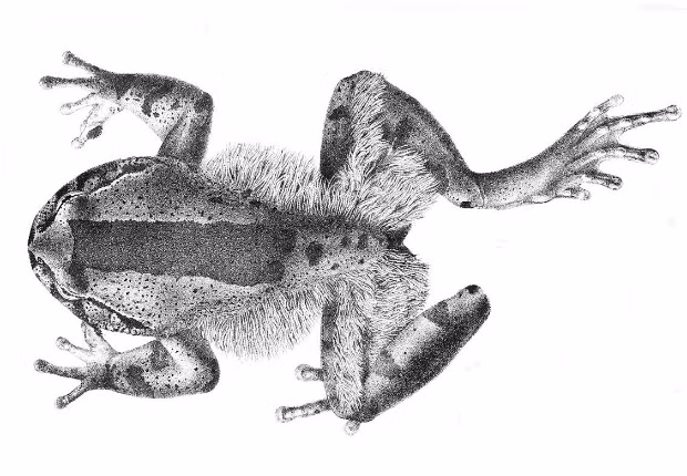 Trichobatrachus robustus - tên khoa học của loài ếch lông kỳ dị - có thể tự đập gãy xương của mình để tạo ra các móng vuốt khi bị đe dọa.