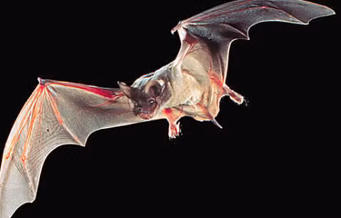 Dơi có giác quan thứ sáu, tức khả năng định vị bằng tiếng vang. Điều này có nghĩa là loài dơi tạo ra những âm thanh siêu âm, sau đó chúng có thể để định vị con mồi dựa vào những sóng âm thanh dội lại.