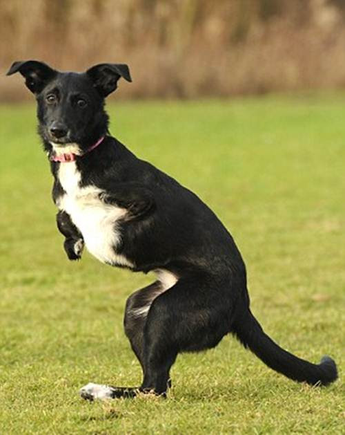 Tổ chức từ thiện Safe Rescue for Dogs đã cứu thoát Roo ở Romania khi cô chó này đang phải trải qua những mất mát về thể xác và sự suy nhược trầm trọng.