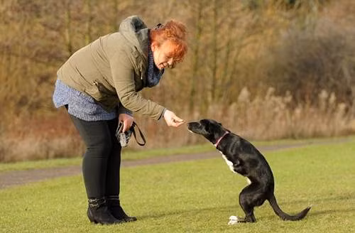 Roo được đưa đến Anh vào tháng 11 và được chăm sóc bởi y tá Nikki Dick (50 tuổi) và chồng của cô, Ian, một người lính cứu hỏa (52 tuổi).