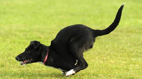 Giờ đây, họ quyết định nhận nuôi Roo vĩnh viễn. Hàng tuần Roo được tham gia những buổi vật lý trị liệu để giảm bớt những áp lực trên lưng của mình khi phải di chuyển kiểu nhảy bằng hai chân sau.