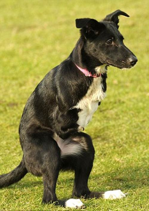 Từ một con chó bị tàn tật từ khi mới lọt lòng, đối diện với tử thần, giờ đây Roo đã có một cái tên, một mái nhà và một người chủ tận tình chăm sóc.