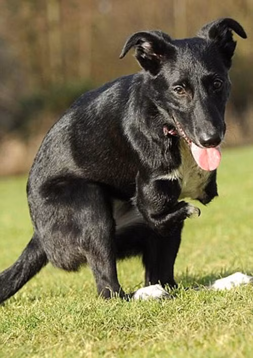 Cô rất hạnh phúc với cuộc sống bây giờ và rất nhiều người lầm tưởng Roo là loài thú có túi khi lần đầu nhìn thấy cô.