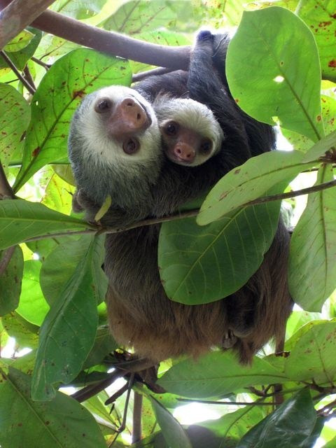 Lười con bám vào bụng mẹ trong mấy tuần đầu đời và luôn ở sát bên mẹ cho tới khi được 4 tuổi.