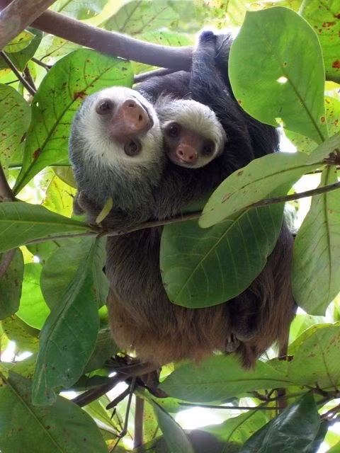 Lười con bám vào bụng mẹ trong mấy tuần đầu đời và luôn ở sát bên mẹ cho tới khi được 4 tuổi.