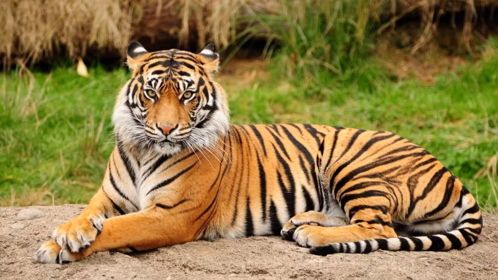 Hai người đàn ông đã lẻn qua hào nước Vườn thú Calcutta (Ấn Độ) để vào đeo vòng hoa đón năm mới cho những con hổ Bengal nhưng lại bị tấn công, và một trong hai người đã thiệt mạng trong khi người còn lại bị thương nặng.