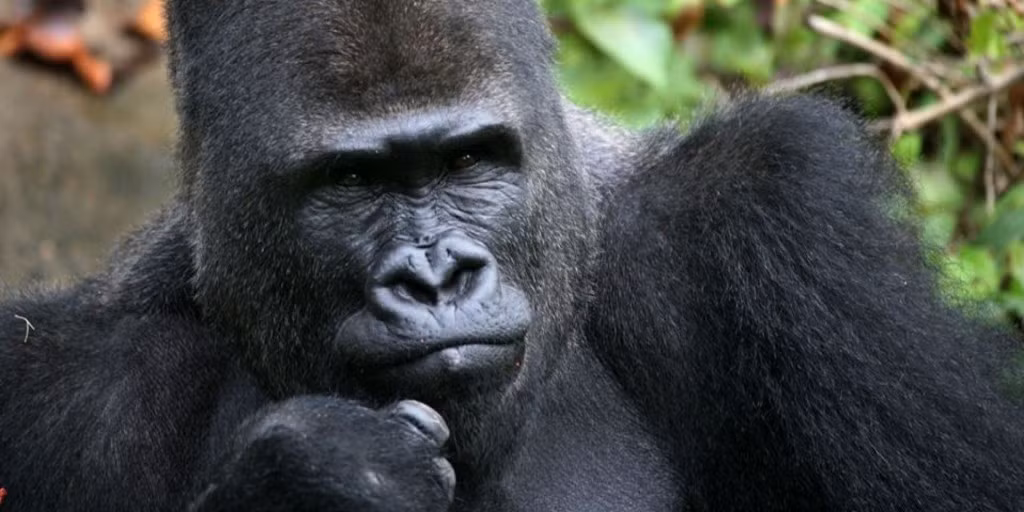 Năm 2004, tuy được ngăn cách bởi một bức tường cao tới gần 5m, nhưng con khỉ đột Jabari đã bị một nhóm trẻ kích động tới mức trèo qua tường và hung dữ tấn công bốn người, trong đó có một bà mẹ 26 tuổi và đứa con trai 3 tuổi một cách tàn bạo.