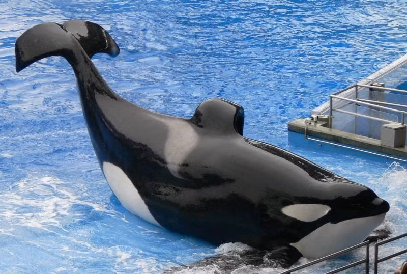 Năm 2010, con cá voi sát thủ nặng hơn 5 tấn có tên là Tilikum đột nhiên nổi khùng kéo huấn luyện viên Dawn Brancheau xuống nước khiến cô bị chết đuối, trên cơ thể còn nhiều vết thương nghiêm trọng khác. Cho đến nay, Tilikum vẫn đang làm việc như một diễn viên xiếc.