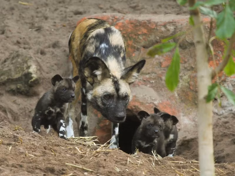 Năm 2012, một cậu bé 2 tuổi bất ngờ rơi khỏi lan can trong buổi triển lãm chó hoang châu Phi tại vườn thú Pittsburgh (Mỹ) và ngay lập tức bị 3 con chó hung dữ tấn công. Các nhân viên vườn thú đã nhanh chóng vào can thiệp nhưng không thể cứu mạng cậu bé.