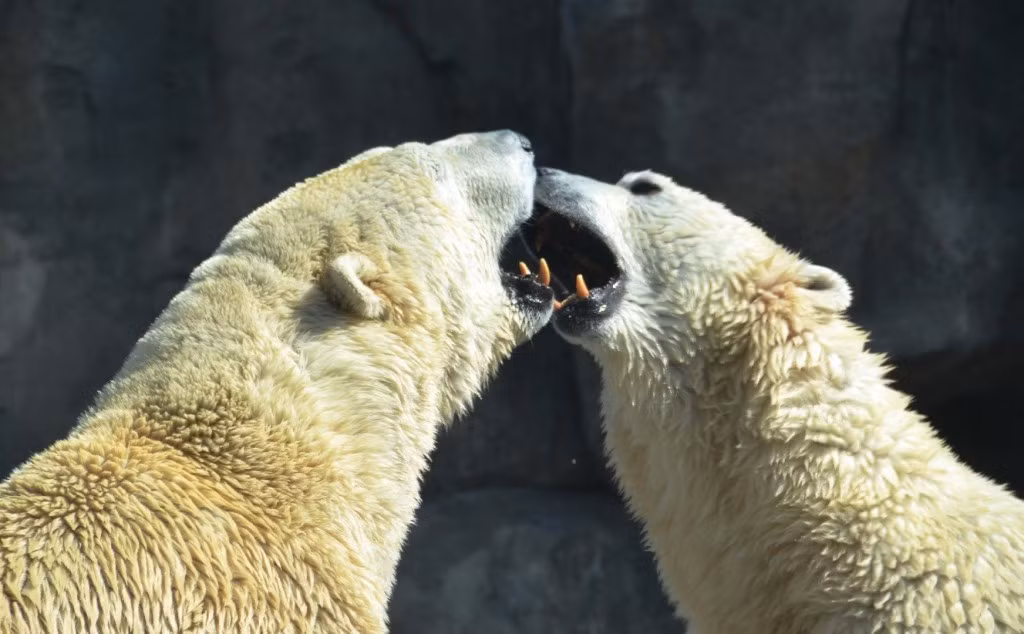 Năm 1994, một du khách người Australia Kathryn Warburton bị một con gấu Bắc cực nặng khoảng 550kg thò đầu qua song sắt và cắn chân. Kết quả là cô bị gãy chân và rất nhiều vết thương khác. Loài động vật sở thú này không hiền như vẻ ngoài của nó.