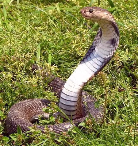 Rắn hổ mang ăn thằn lằn, ếch, chim, động vật có vú, cá và những con rắn khác. Nó có thể sống được 20 năm trong tự nhiên và lâu hơn nếu được nuôi nhốt.