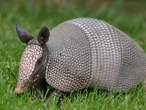  Loài Tatu có kích thước khác nhau, dài từ 13cm - 150cm và nặng từ 1,4kg - 54kg. Chúng có màu hồng, nâu sẫm, đen, đỏ, xám hoặc vàng. Toàn bộ cơ thể của loài Tatu (đầu, lưng, chân và đuôi) được bao phủ bởi những vảy sừng cứng như xương.