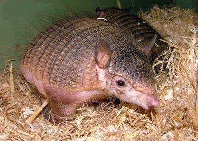 Con Tatu có thị lực kém nên chúng dựa vào khả năng đánh hơi cực kì nhạy bén của nó để tìm kiếm con mồi.