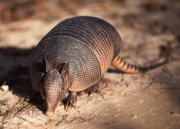 Chỉ riêng loài Tatu ba đai là có thể cuộn tròn người thành quả bóng để bảo vệ bản thân khỏi kẻ thù. Những con Tatu khác phải chạy hoặc đào hang khi chúng cần phải chạy trốn khỏi những kẻ săn mồi.