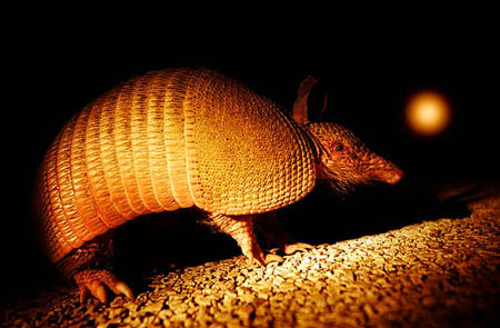 Con Tatu ngủ từ 16 - 18 tiếng trong hang của nó. Nó bơi rất giỏi, có thể nín thở trong 6 phút khi lặn dưới nước. Nó cũng leo trèo rất tốt. Tatu có thể trèo qua một hàng rào để trong trường hợp không thể đào được cái hố nào phía dưới.