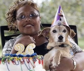 Chú chó già nhất thế giới chết ở tuổi 29. Đây là con vật sống thọ nhất thế giới loài chó.