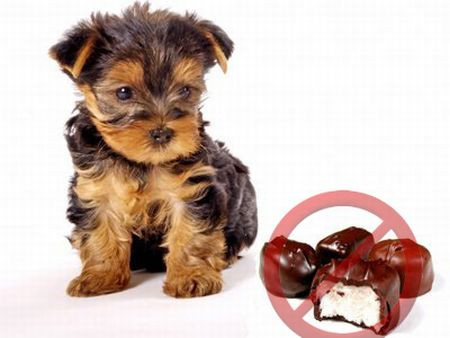 Sô cô la có thể làm cho chó của bạn bị bệnh, thậm chí bị chết.