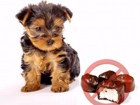 Sô cô la có thể làm cho chó của bạn bị bệnh, thậm chí bị chết.