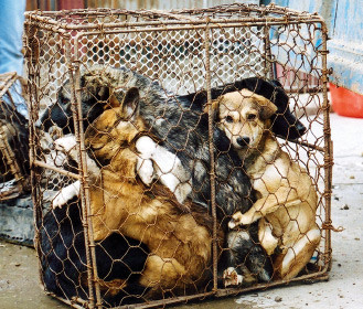 Ở Thụy Sĩ, nhiều người vẫn thưởng xuyên ăn thịt chó mèo. Điều này là hợp pháp ở đất nước này.