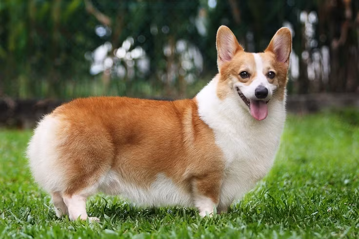 Một con chó có trí thông minh tương đương với một đứa trẻ 2 tuổi.