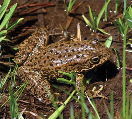 Mặc dù sống ở trên cạn nhưng môi trường sống của ếch phải gần các đầm lầy, ao hồ hoặc những nơi ẩm ướt. Điều này là do chúng sẽ chết nếu da chúng bị khô và mất nước.