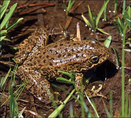 Mặc dù sống ở trên cạn nhưng môi trường sống của ếch phải gần các đầm lầy, ao hồ hoặc những nơi ẩm ướt. Điều này là do chúng sẽ chết nếu da chúng bị khô và mất nước.