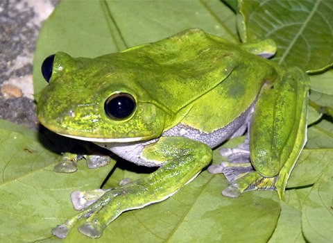 Những con ếch trong trong tự nhiên đối diện với nhiều mối nguy hiểm và có thể tồn tại được vài năm. Tuy nhiên, nếu được nuôi nhốt thì ếch có thể sống lâu hơn nhiều.