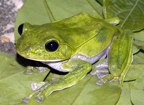 Những con ếch trong trong tự nhiên đối diện với nhiều mối nguy hiểm và có thể tồn tại được vài năm. Tuy nhiên, nếu được nuôi nhốt thì ếch có thể sống lâu hơn nhiều.