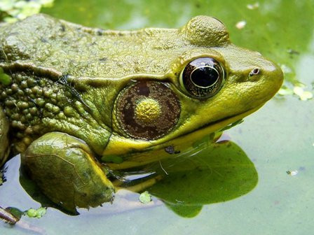 Ếch thở bằng mũi. Nhưng chúng cũng hấp thụ một nửa lượng ô xy mà chúng cần có trong không khí qua da.