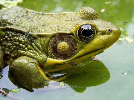 Ếch thở bằng mũi. Nhưng chúng cũng hấp thụ một nửa lượng ô xy mà chúng cần có trong không khí qua da.