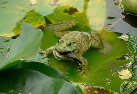 Thay vì uống nước, ếch hấp thụ nước vào cơ thể qua da.