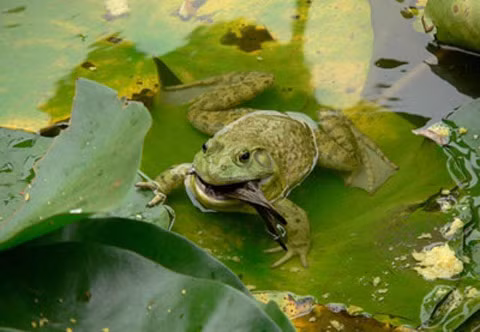 Thay vì uống nước, ếch hấp thụ nước vào cơ thể qua da.